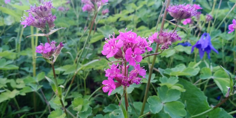 Lychnis viscaria 'Feuer' Горицвет смолка